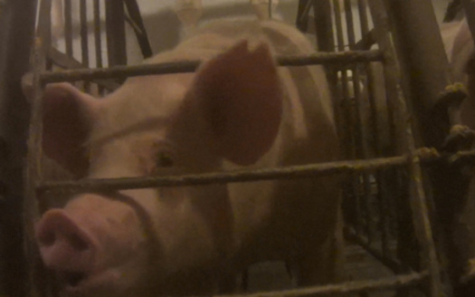 PHOTO: A hog farm in Owensboro was the site of an undercover investigation by the Humane Society of the United States alleging mistreatment of animals. Photo courtesy HSUS.