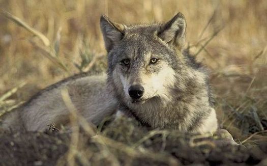 PHOTO: Oregon now has 64 wolves, but the species' recovery may be at risk, in part because of the wolf management policies of neighboring Idaho. Photo credit: Karen and John Hollingsworth for U.S. Fish & Wildlife Service.