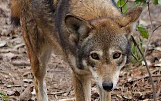 PHOTO: North Carolina's population of 100 red wolves on a small peninsula near Columbia, NC, are the only ones in the wild on the continent. Photo courtesy: Red Wolf Coalition