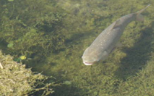 PHOTO: Grass Carp have been found in unintended areas of the Great Lakes, leaving researchers concerned about their potentially destructive habits. Photo credit: US Geological Survey.