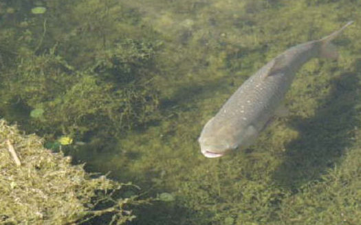 PHOTO: Grass Carp have been found in unintended areas of the Great Lakes, leaving researchers concerned about their potentially destructive habits. Photo credit: US Geological Survey.