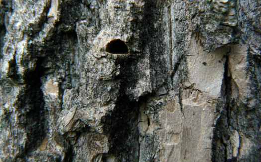 PHOTO: The emerald ash borer leaves an emergence hole that's shaped like the letter 
