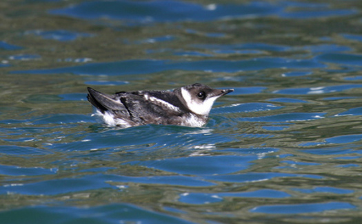 PHOTO: Some of the marbled murrelet's prime Oregon habitat is in the Elliott State Forest, where the State of Oregon is accepting bids to sell off 3,000 acres to allow timber harvest. Photo credit: R. Lowe, USFWS. 