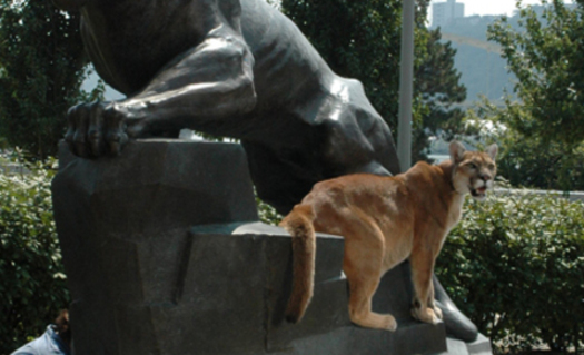PHOTO: Roc Panther, the University of Pittsburgh's mascot, stands on the panther statue on campus. The panther is one species cited in a National Wildlife Federation report about how climate change is affecting wildlife species. Photo credit: University of Pittsburgh