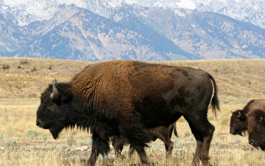 PHOTO: Bison are among the mascot animals featured in a report from the National Wildlife Federation that outlines how climate change is affected mascot animals in real life. Photo credit: National Park Service.