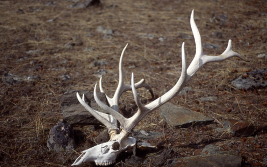 PHOTO: The state of Nevada is banning collecting antlers shed by mule deer and elk between Jan. 1 and mid-April, starting in 2015. Photo courtesy National Park Service.