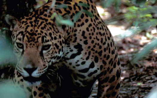 PHOTO: A coalition of wildlife advocacy groups is threatening to sue the federal government over its animal-trapping practices on the protected habitat of the endangered jaguar in parts of Arizona and New Mexico. Photo courtesy U.S. Fish and Wildlife Service