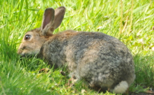 PHOTO: Bunnies are a symbol of the season, but experts caution parents considering bringing one home for Easter to make a thoughtful decision that is best for the animal and the family. Photo credit: morguefile.com user bobby. 