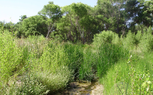 PHOTO: Opponents of a huge open-pit copper mine proposed for southeast of Tucson say it would impact the areas fragile water supply, damaging features such as Cienega Creek. Photo credit: Pima County Regional Flood Control District.