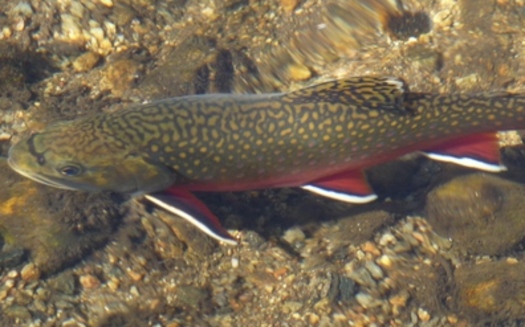 PHOTO: Opponents of HB1576 warn it could be detrimental to species like the brook trout, by changing the way wild brook trout streams are designated in the Commonwealth. Photo credit: Daniel Mayer on Wikimedia Commons.