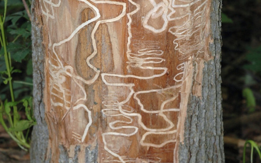 PHOTO: This photo shows the kind of damage the emerald ash borer does when it gets into a tree. The Wisconsin Agriculture Department urges people not to transport firewood with the slogan Buy It Where You Burn It. Photo courtesy Wisconsin Department of Agriculture.