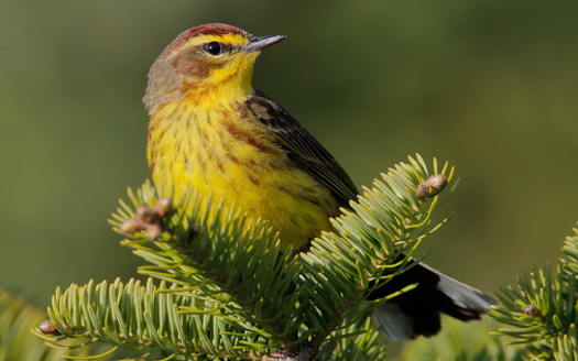 Photo: Palm warblers are among the birds migrating between Canada's boreal forest and Florida every winter. Photo credit: Jeff Nadler