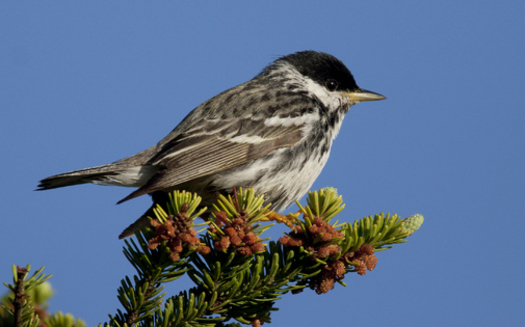Birds like the Blackpoll Warbler are among those who rely on the undisturbed qualities of the boreal forest to thrive and reproduce.  Photo courtesy of the Boreal Songbird Initiative. 