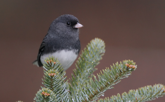 PHOTO: An estimated 80 percent of the North American population of the dark-eyed junco species breeds within the boreal forest of Canada. Photo credit: Jeff Nadler