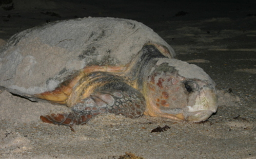 PHOTO: A report released today by the National Wildlife Federation outlines how young critters, such as sea turtles in Virginia, are facing new challenges because of climate change. Photo credit: NOAA