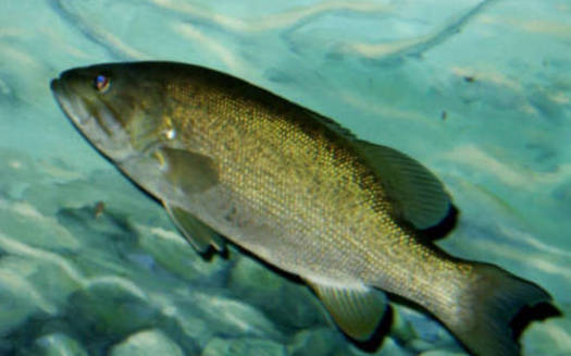 PHOTO: Smallmouth bass are among the Michigan wildlife species at risk because of climate change, because fertilized eggs may not get enough dissolved oxygen in warmer waters, according to a new report from the National Wildlife Federation. Photo credit: U.S. Fish and Wildlife Service.
