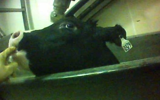 PHOTO: This photo of a downer calf is part of an undercover investigation of a veal slaughter plant in Shrewsbury, N.J. Photo courtesy Humane Society of the United States.