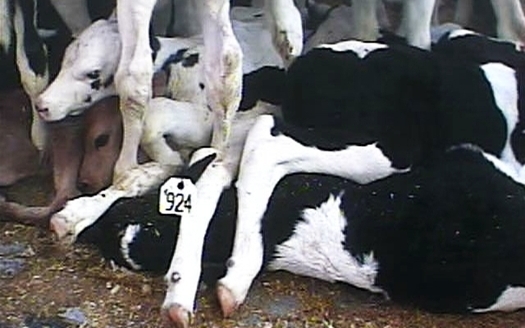 PHOTO: An undercover investigation by the Humane Society of the United States revealed animal abuse. Videotape from the investigation showed veal calves only a few days old were kicked, slapped and repeatedly shocked with electric prods and subjected to other mistreatment. Photo Credit: HSUS