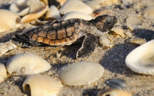 PHOTO: Tiny green turtles are among the hundreds of turtle babies that hatch every year on Florida beaches. June is prime nesting season for sea turtles. Photo courtesy Sea Turtle Conservancy.