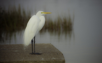 PHOTO: Texas is on the verge of receiving one billion dollars in damages stemming from the 2010 Deepwater Horizon oil spill, and the proper use of those funds is being called vital to the state's future ecology and economy. Photo credit: Stuart Seegar/Flickr.