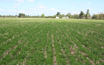 The second annual Cover Crop Conference at the Michael Fields Agricultural Institute near East Troy, will feature examples of how cover-cropping not only helps the environment, but can provide a financial incentive because of increased yield for follow-on crops.  Credit: University of Wisconsin Extension Service.