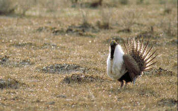 The greater sage-grouse will not be listed under the Endangered Species Act. Courtesy: U.S. Fish and Wildlife Service