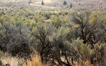 The BLM is taking a new approach in managing sagebrush landscapes, based on plans crafted with local input. Credit: Deborah C. Smith