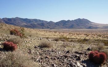 Mojave Trails area in the southern California desert. Credit: Bryn Jones