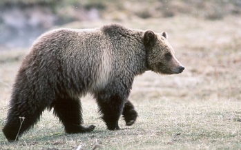Grizzly bear. Credit: Kim Keating/U.S. Geological Survey