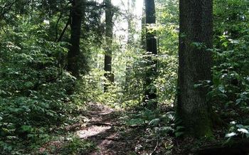 An event in Richmond will focus on conservation and trees. (Beth Little)