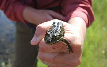 The spotted frog's critical habitat is in Deschutes, Jackson, Klamath, Lane and Wasco counties. (Maria Thi Mai/Bureau of Land Management Oregon and Washington)