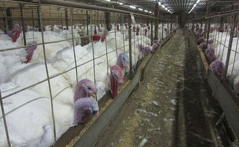 A new report calls for restricting the use of antibiotics in factory-farmed animals to curb the global spread of infections. (MercyforAnimals/Wikimedia Commons)