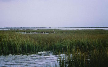 Wetlands need to be able to migrate inland as sea levels rise. (U.S. Fish and Wildlife Service/Wikimedia Commons)