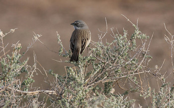 Sage grouse conservation efforts benefit species such as the sagebrush sparrow, above, according to new research.(Domonic Sherony/flickr)