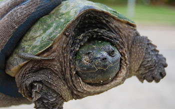 Ohio is one of just five states that still allows for the commercial harvest of turtles. <br />(Matt Lemon/Flickr)