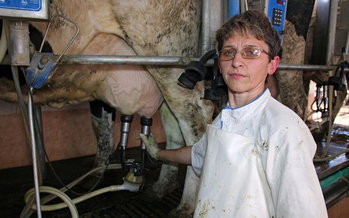 What to do with nearly 1 million pounds of milk a day is a critical question for a group of Wisconsin dairy farmers. (RGtimeline/iStockPhoto.com)