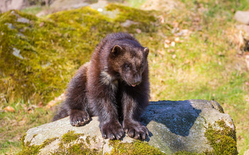 Conservation efforts in Idaho helped recover wolverine populations. (Susanne Nilsson/Flickr)