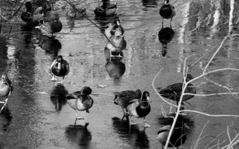 The DNR has recommendations for 