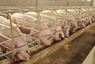 More than 70 percent of medically important antibiotics sold in the United States are used on animals raised for food production. (Seeding Sovereignty.org)