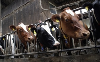 Households that spend more of their weekly food budget on beef, chicken, pork and other meats generate more greenhouse gas emissions than households that opt for plant-based proteins. (Pixabay)