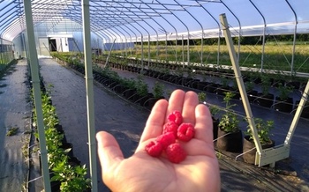 Caroline McColloch of Chez Nous Farm is celebrating her first harvest of organic raspberries. (McColloch)