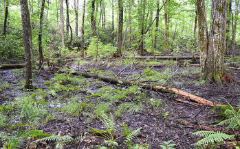 North Carolina's outdoor recreation industry is largely reliant on public lands across the state that are protected from development. (NC Wetlands/flickr)