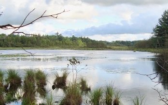 Bullkill Marsh is about 200 yards from the proposed potash facility near Hersey in Evart Township, Osceola County. (Michigan Citizens for Water Conservation)