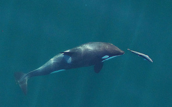 A new report says pesticide runoff is poisoning Chinook salmon, a main food source for the Northwest's orcas. (Oregon State University/Flickr)