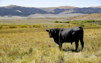 The Bureau of Land Management oversees livestock grazing on 155 million acres of land. (Lance Cheung/USDA)