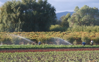 Photo: Local California farmers say proposed new rules under the Food and Drug Administration's (FDA's) Food Safety Modernization Act may come down unfairly on sustainable and organic producers and on farmers who sell locally through farmers� markets, Community Supported Agriculture (CSAs), and farm stands. Photo credit: Full Belly Farm