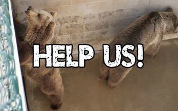 Bears pace in concrete pits bereft of anything that is natural to them.