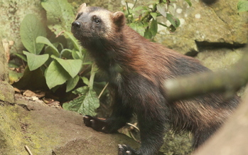 PHOTO: How the University of Michigan Wolverines will fare in the March Madness tournament remains to be seen, but a new report cries foul for real wolverines due to climate change. Photo credit: morguefile.com