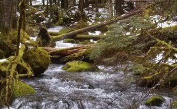 PHOTO: Mossy Creek, a tributary of the Salmon River, is one of many smaller Oregon streams that doesn't receive Clean Water Act protections. The EPA has proposed a rule to protect more small or seasonal streams. Photo credit: Nic Callero, National Wildlife Federation.